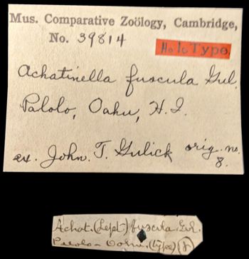 Media type: image;   Malacology 39814 Aspect: labels